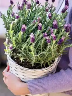 Dehner Dehner Schopf-Lavendel Angebot
