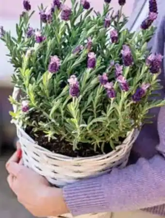 Dehner Dehner Schopf-Lavendel Angebot