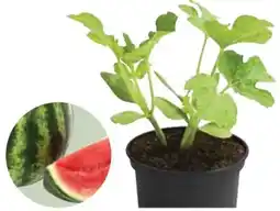 Dehner Dehner Mini-Wassermelone Angebot