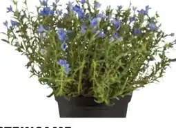 Dehner Dehner Steinsame Angebot