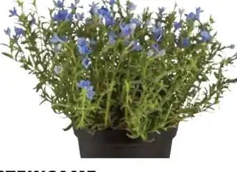 Dehner Dehner Steinsame Angebot