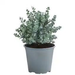 Dehner Dehner Eukalyptus Angebot