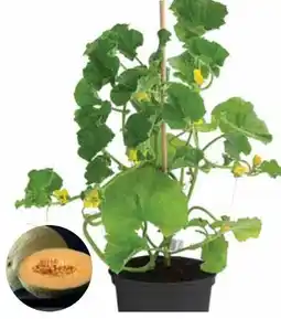 Dehner Dehner Zuckermelone Cucumis Melo Angebot