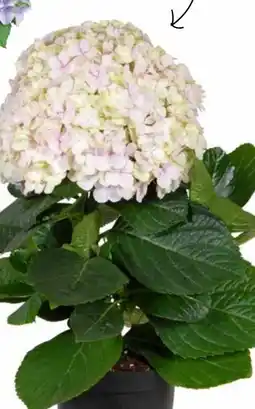 Dehner Hortensie Fusion Angebot