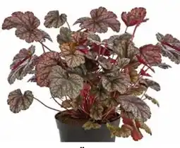 Dehner Dehner Purpurglöckchen Huckleberry Angebot