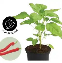 Dehner Dehner Milde Peperoni Angebot