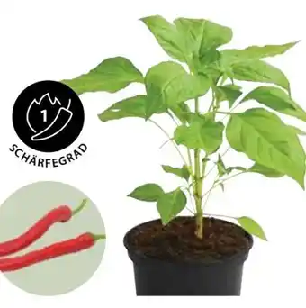 Dehner Dehner Milde Peperoni Angebot