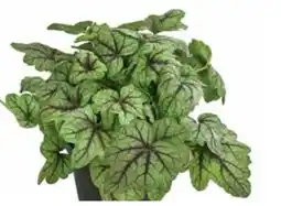 Dehner Dehner Purpurglöckchen Green Spice Angebot
