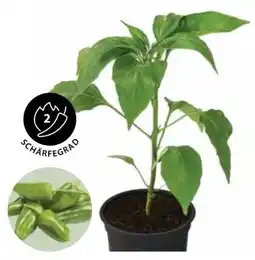 Dehner Dehner Peperoni Pimientos Angebot