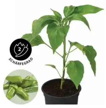 Dehner Dehner Peperoni Pimientos Angebot