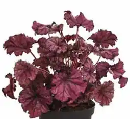 Dehner Dehner Purpurglöckchen Forever Purple Angebot