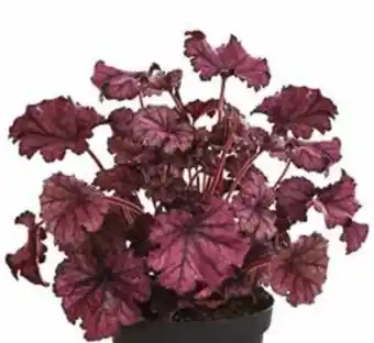 Dehner Dehner Purpurglöckchen Forever Purple Angebot