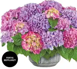 Dehner Dehner Pflanzarrangement Angebot