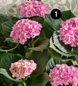 Dehner Hortensie Sonnenstein Angebot