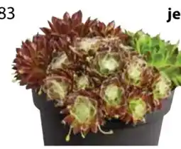 Dehner Dehner Hauswurz Trio Angebot