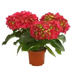 Dehner Hortensie Angebot