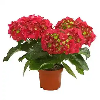 Dehner Hortensie Angebot