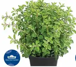 Dehner Dehner Gourmet Garten Oregano Angebot