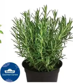 Dehner Dehner Gourmet Garten Rosmarin Angebot
