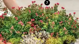 Dehner Rose Lilly Rose Angebot