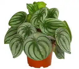 Dehner Dehner Wassermelonen-Peperomie Angebot