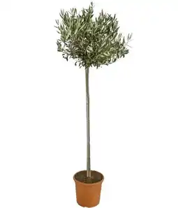 Dehner Dehner Oliven-Stämmchen Angebot