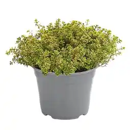 Dehner Dehner Gourmet Garten Zitronen-Thymian Angebot