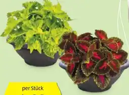 Hofer Coleus-Schale Angebot