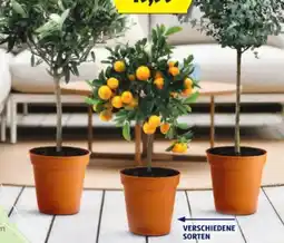 Hofer Mediterranes Stämmchen Angebot