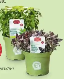 Hofer Zurück zum Ursprung Bio-XXL Basilikumspezialität Angebot