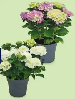 Hofer Gartenhortensien Angebot