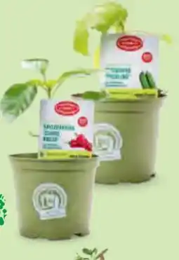 Hofer Zurück zum Ursprung Bio-Kindersnackgemüse Angebot