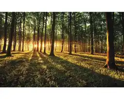 Hornbach Fototapete Papier 2226 P4 Sonniger Wald 2-tlg. 254 x 184 cm Angebot