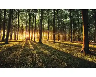 Hornbach Fototapete Papier 2226 P4 Sonniger Wald 2-tlg. 254 x 184 cm Angebot