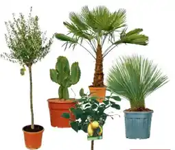 Metro Mediterrane Pflanze Angebot