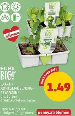 PENNY Salat-/ kohlgemüsejung- pflanzen Angebot