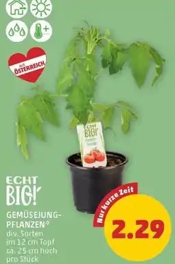 PENNY Gemüsejung- pflanzen Angebot
