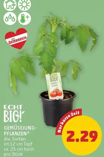 PENNY Gemüsejung- pflanzen Angebot