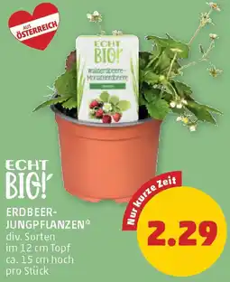PENNY Erdbeer- jungpflanzen Angebot
