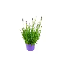 OBI Echter Lavendel Lila Topf-Ø ca. 10,5 cm Lavandula Angustifolia Angebot