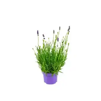 OBI Echter Lavendel Lila Topf-Ø ca. 10,5 cm Lavandula Angustifolia Angebot