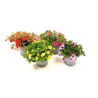 OBI Zauberglöckchen versch. Sorten OBI Angebot