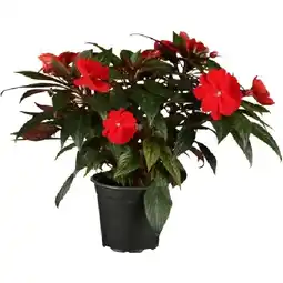 OBI Edellieschen Topf-Ø ca. 12 cm Impatiens OBI Angebot