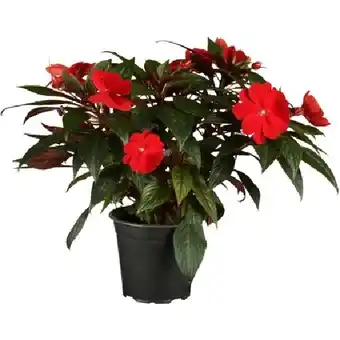OBI Edellieschen Topf-Ø ca. 12 cm Impatiens OBI Angebot