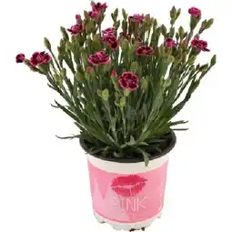 OBI Stauden-Nelke Pink Kisses Rosa-Violett Topf-Ø ca. 10,5 cm Dianthus OBI Angebot