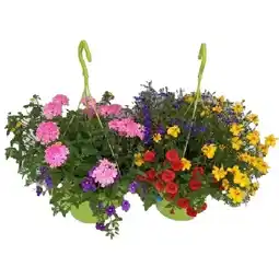 OBI Gattungsmix Ampel Topf-Ø ca. 27 cm OBI Angebot