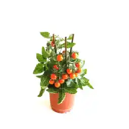 OBI Gemüsepflanzen mit Frucht Mix Topf-Ø ca. 14 cm versch. Sorten OBI Angebot