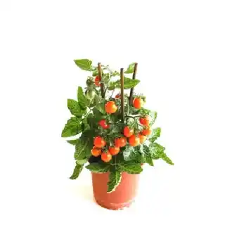 OBI Gemüsepflanzen mit Frucht Mix Topf-Ø ca. 14 cm versch. Sorten OBI Angebot