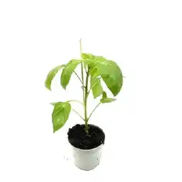 OBI Gemüsepflanzen veredelt Topf-Ø ca. 12 cm versch. Sorten OBI Angebot