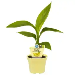 OBI Blu Japanische Faserbanane Topf-Ø ca. 12 cm OBI Angebot